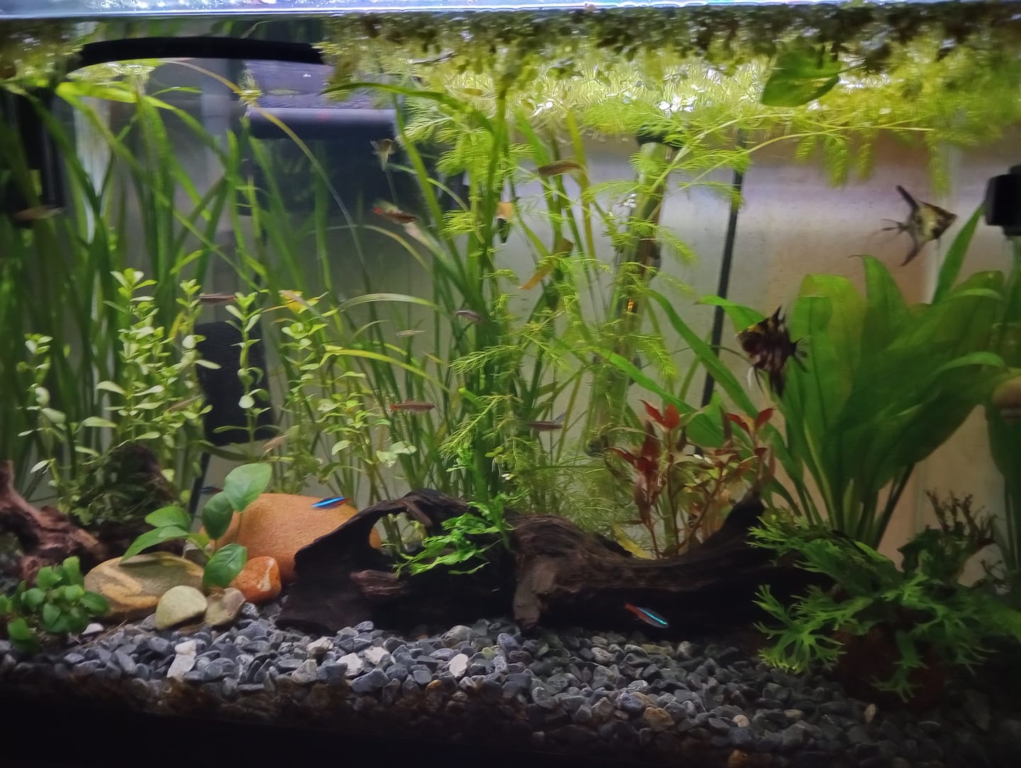 Customer photo review of Scarlet Temple  (Alternanthera reineckii)