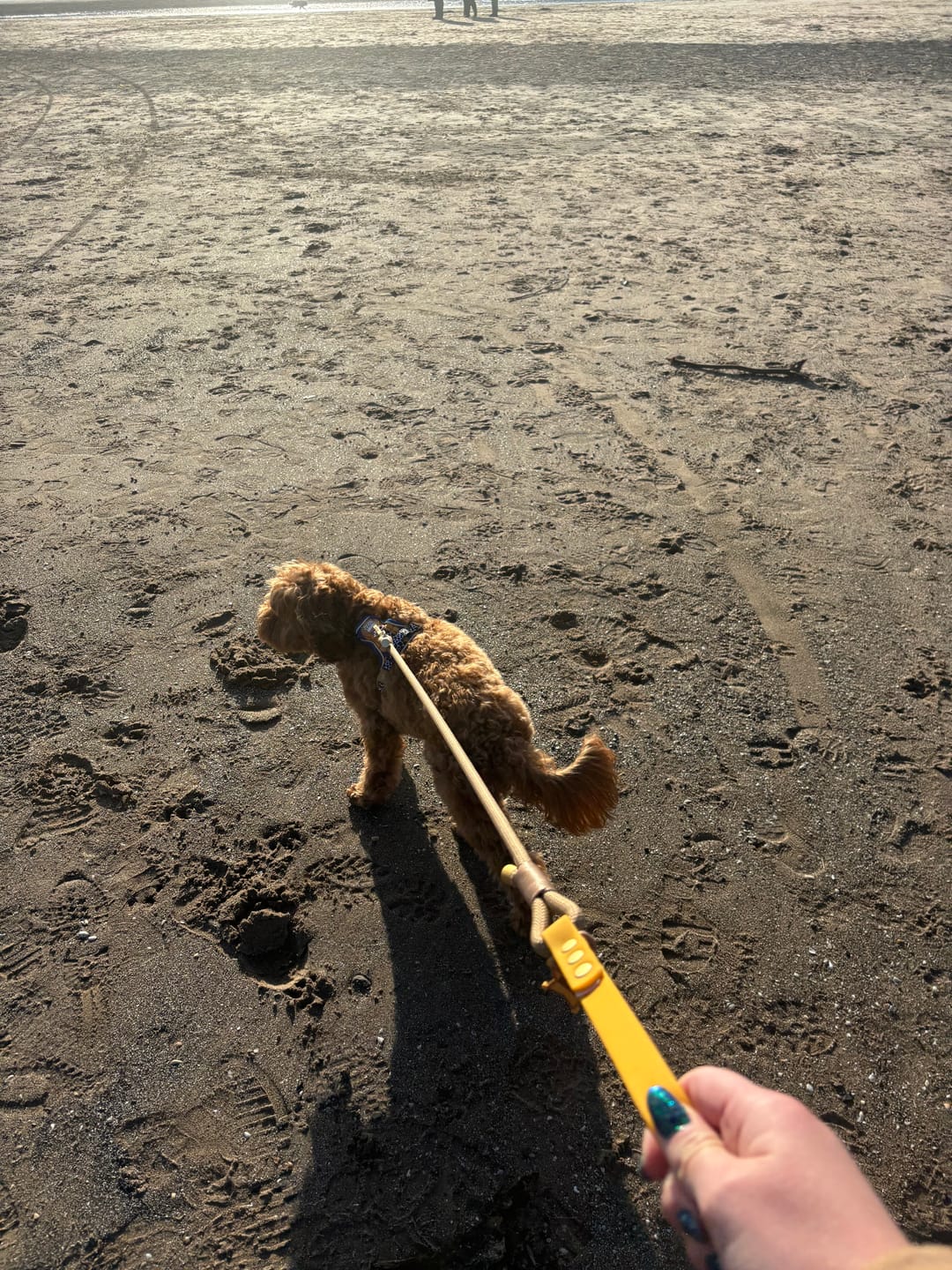 Customer photo review of Disney© 4ft Rope Lead - Woody
