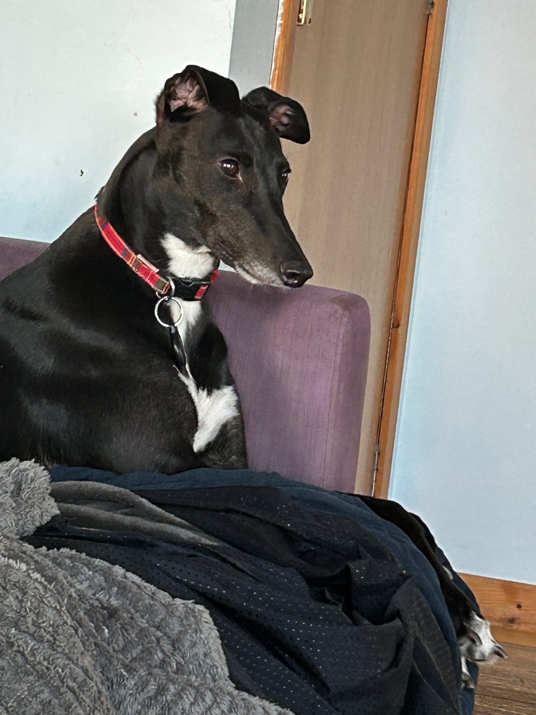 Customer photo review of Soothing Ear Cleaner Solution for Dogs