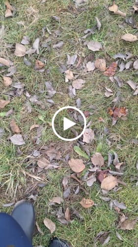 Customer video review of Brisk Ⅰ - Barfuß-Gummistiefel