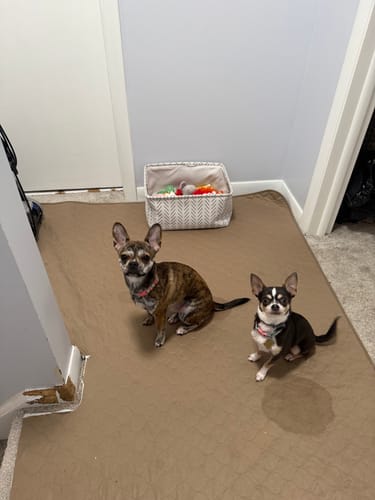 Customer photo review of Potty Buddy™ - Reusable Leak-Free Potty Pads