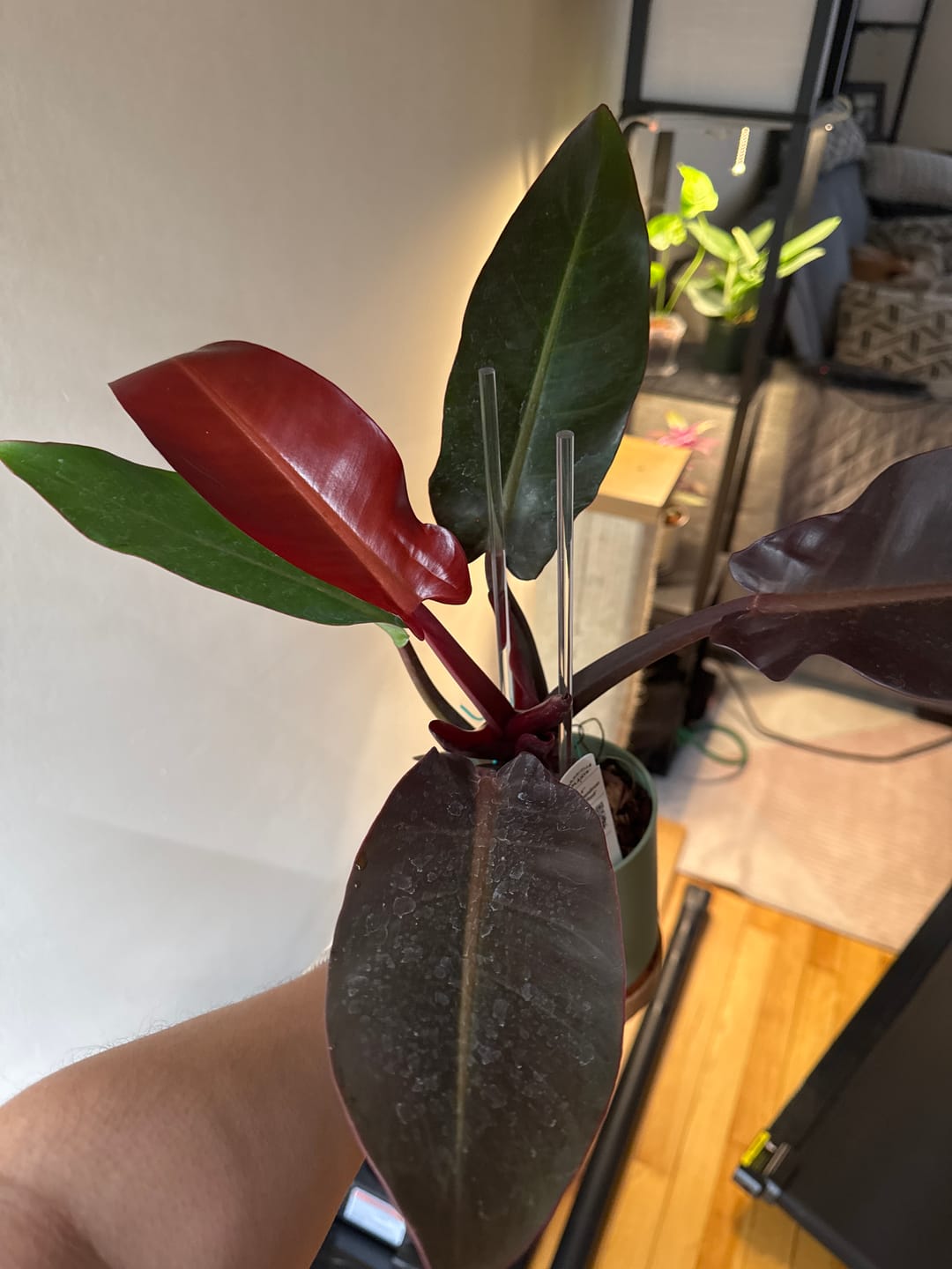 Customer photo review of Philodendron 'Sun Red'