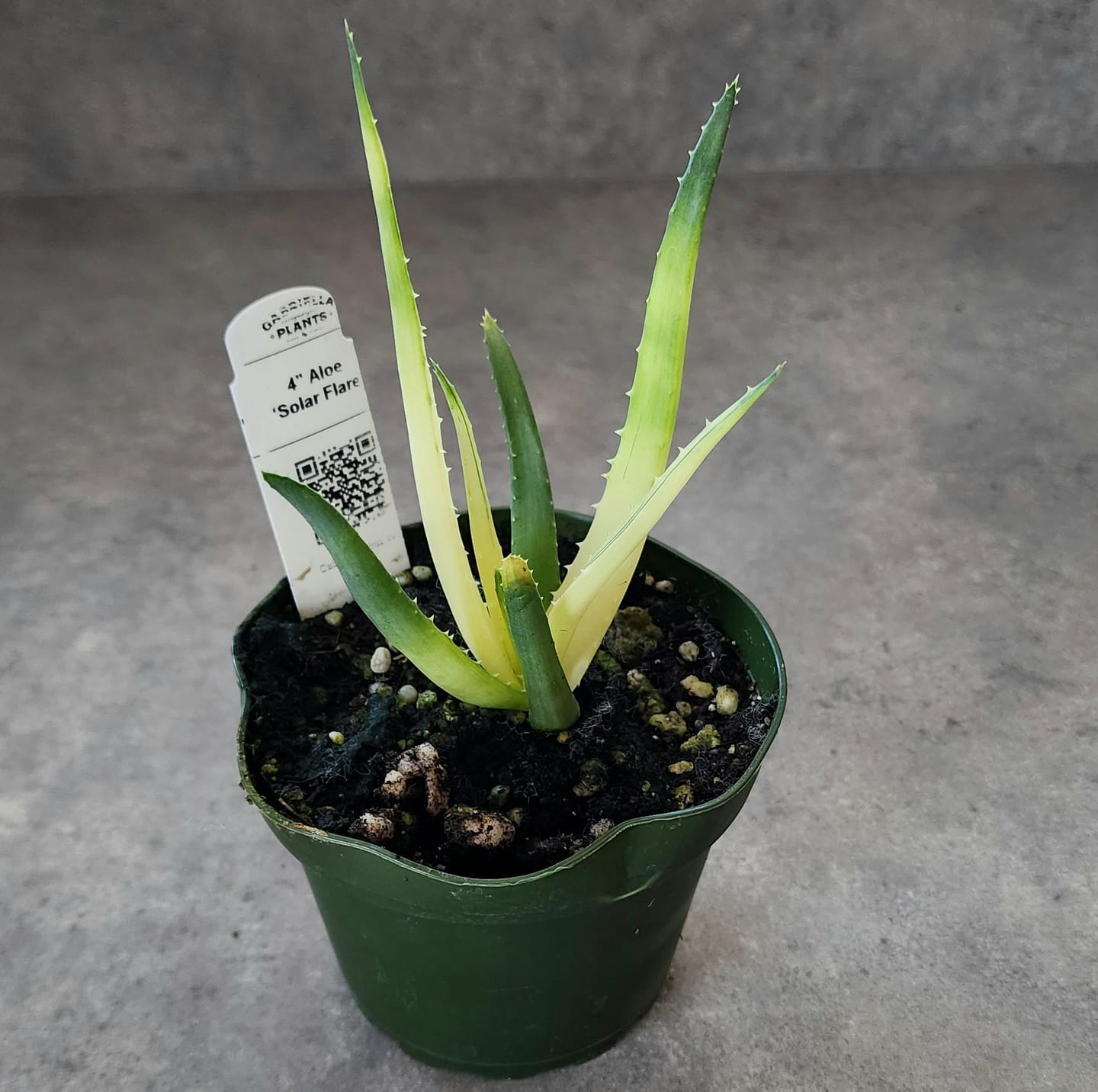 Customer photo review of Aloe ‘Solar Flare’