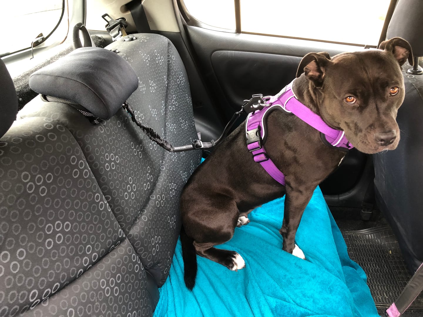 Customer photo review of Headrest Car Seatbelt Safety Travel Accessory