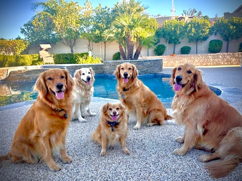 Customer photo review of Professional PLUS Pet Grooming Vacuum Kit