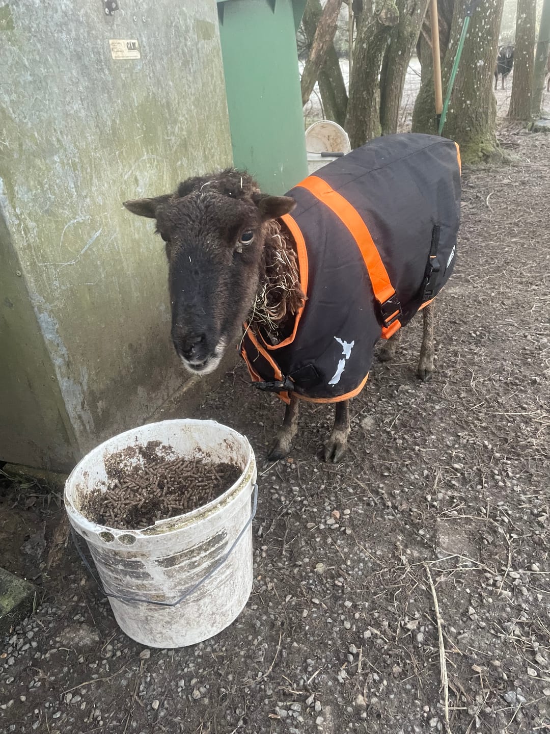 Customer photo review of Sheep Coat | Waterproof