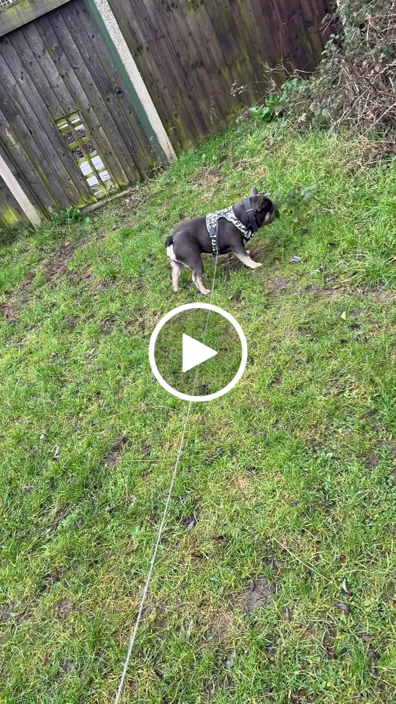 Customer video review of Comfort Premium Harness | Non Restrictive - Lightning