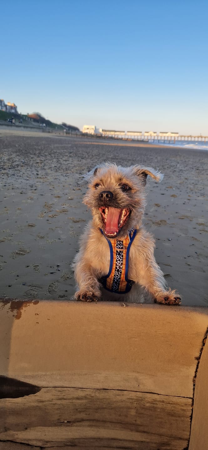 Customer photo review of Disney© Tough Trails™ Harness - Woody