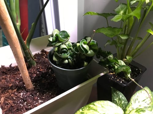 Customer photo review of Hoya carnosa 'Compacta' "Hindu Rope"