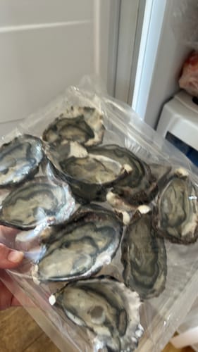 Customer photo review of Fresh NZ Oysters (Half-Shell) 6 Pieces