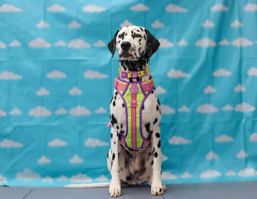 Customer photo review of Disney© Tough Trails™ Harness - Buzz Lightyear