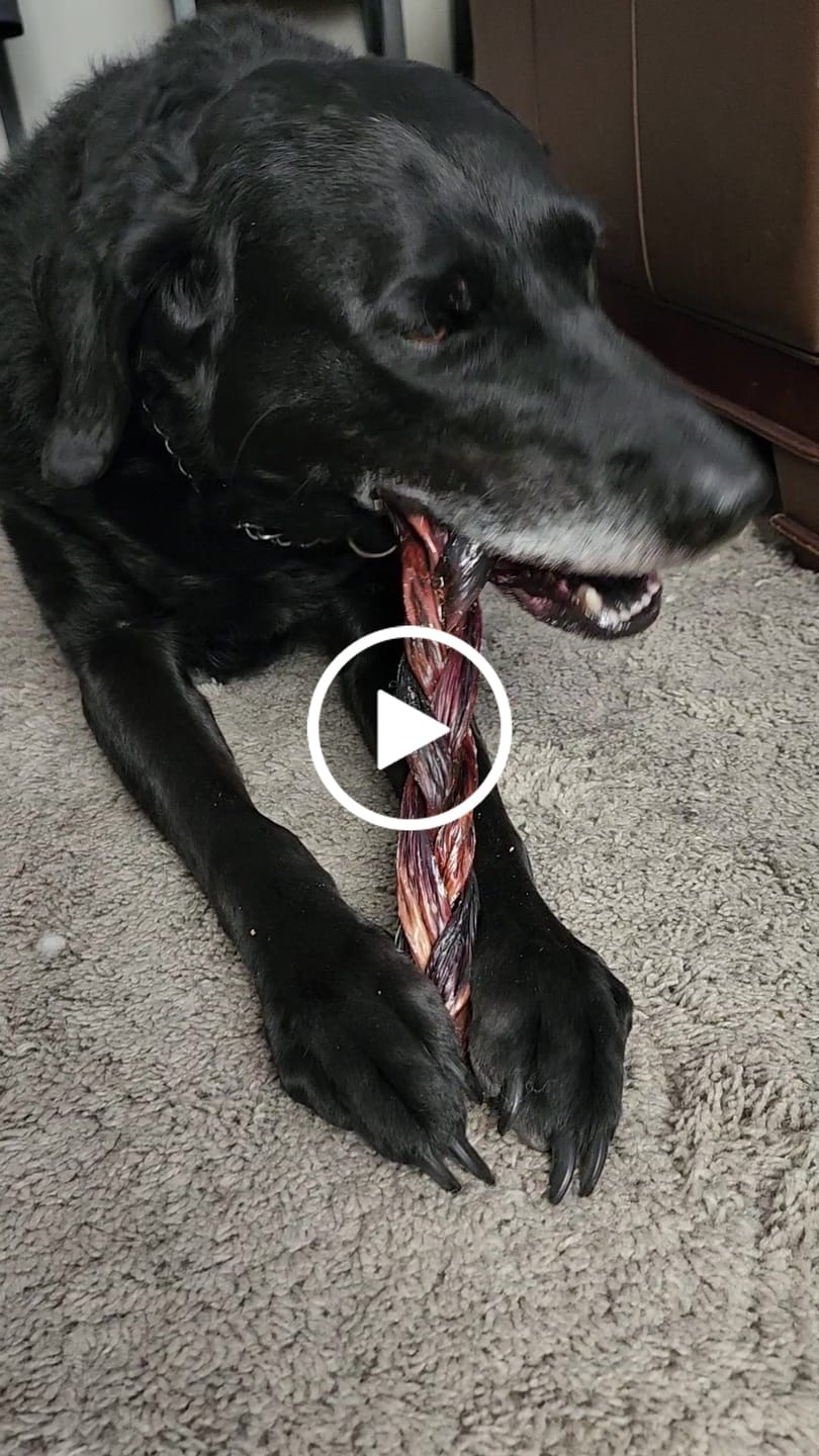 Customer video review of 12 Inch Braided Jerky Stick