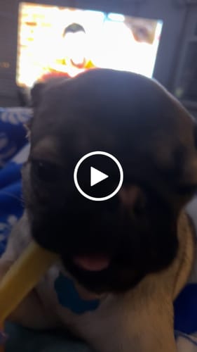 Customer video review of Mix Flavored Chews ( a Pack of 6 Sticks )