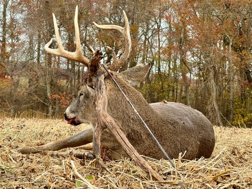 Customer photo review of Beast Broadheads - 2 Pack