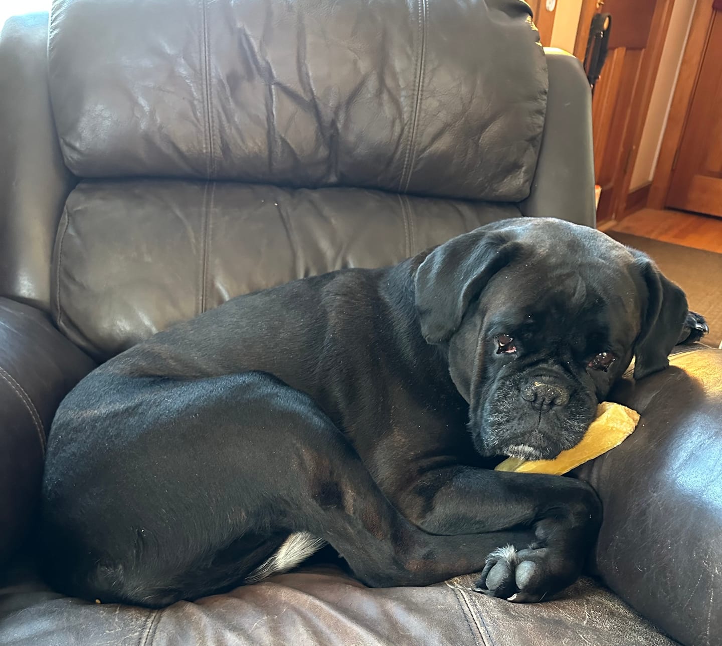 Customer photo review of Himalayan Yak Chew (MEGA)