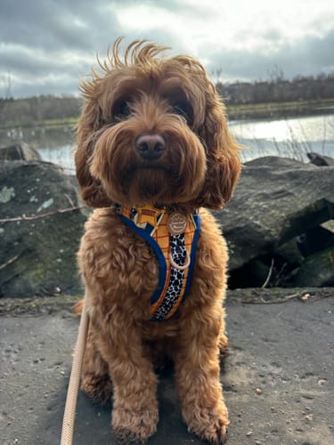 Customer photo review of Disney© Tough Trails™ Harness - Woody