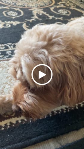 Customer video review of Shark Cartilage