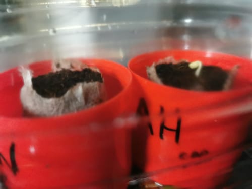 Customer photo review of Amnesia CBD Samen Feminisiert