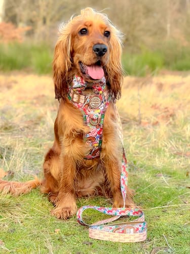 Customer photo review of Disney© Tough Trails™ Harness - Toy Story Friends