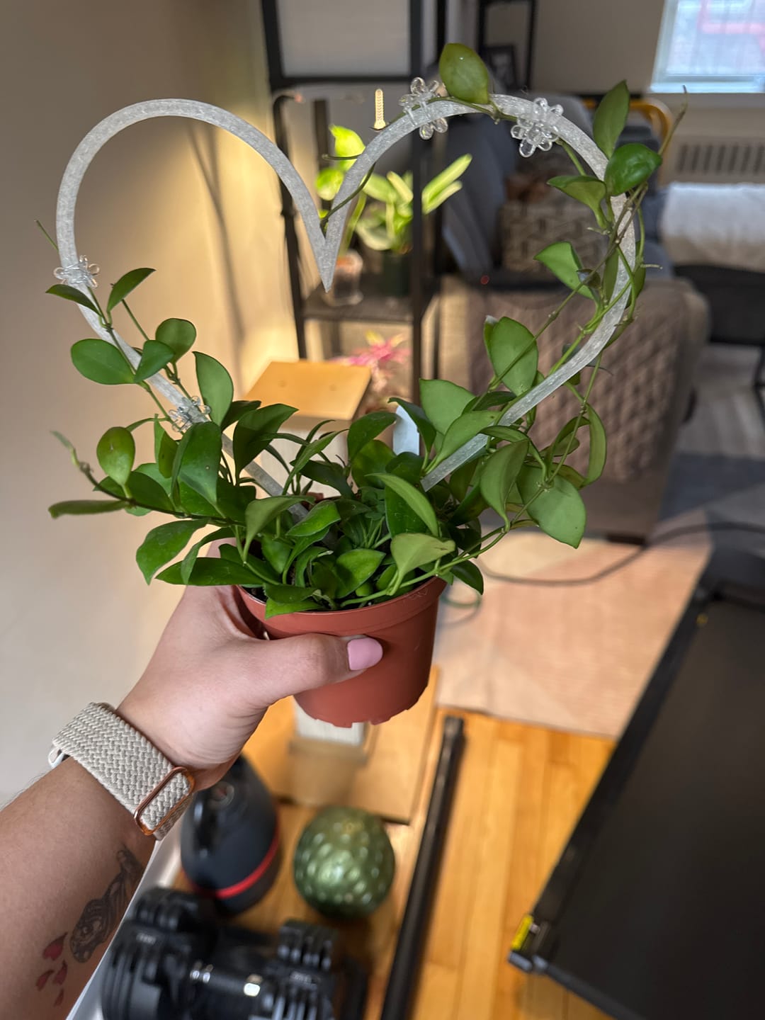 Customer photo review of Hoya heuschkeliana