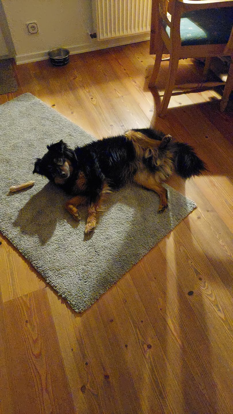 Customer photo review of DNA Test Rassebestimmung Pro Hund
