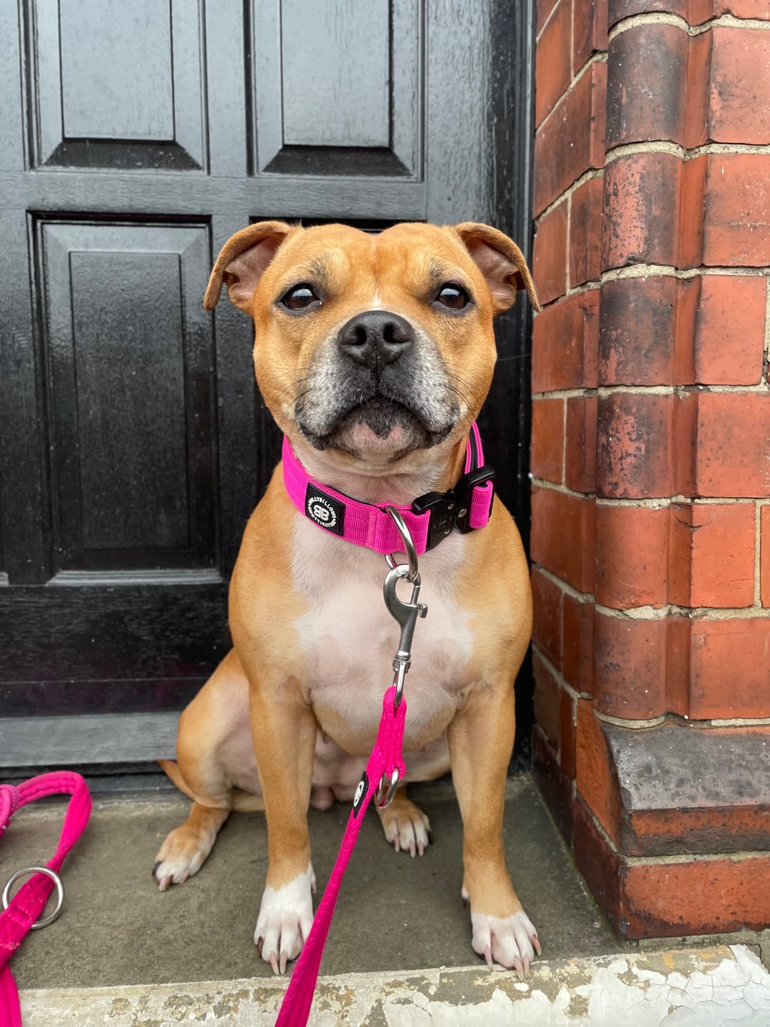 Customer photo review of 4cm Combat® Collar | Rated Clip - NO HANDLE - Magenta