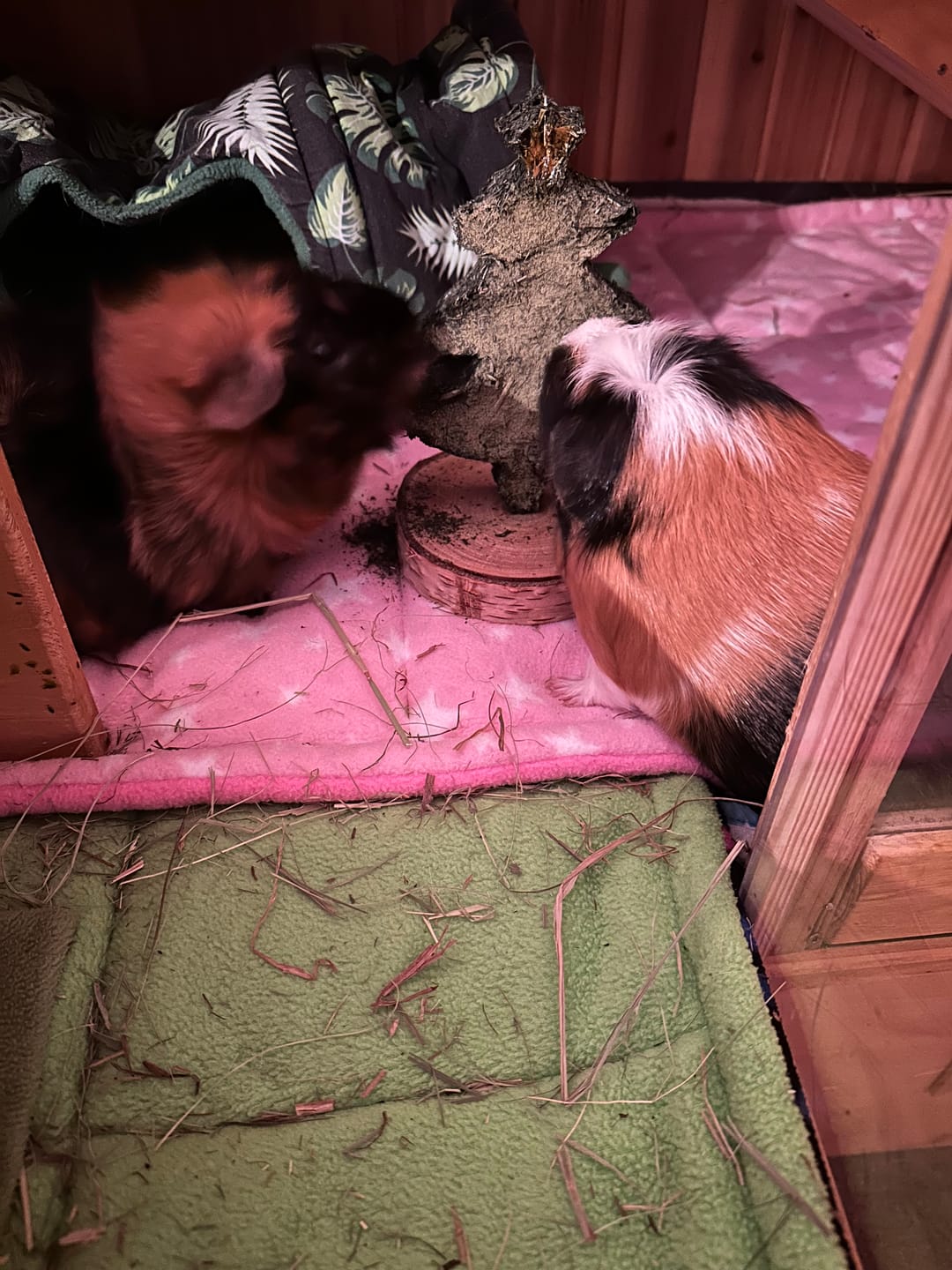 Customer photo review of Christmas Hay - Original