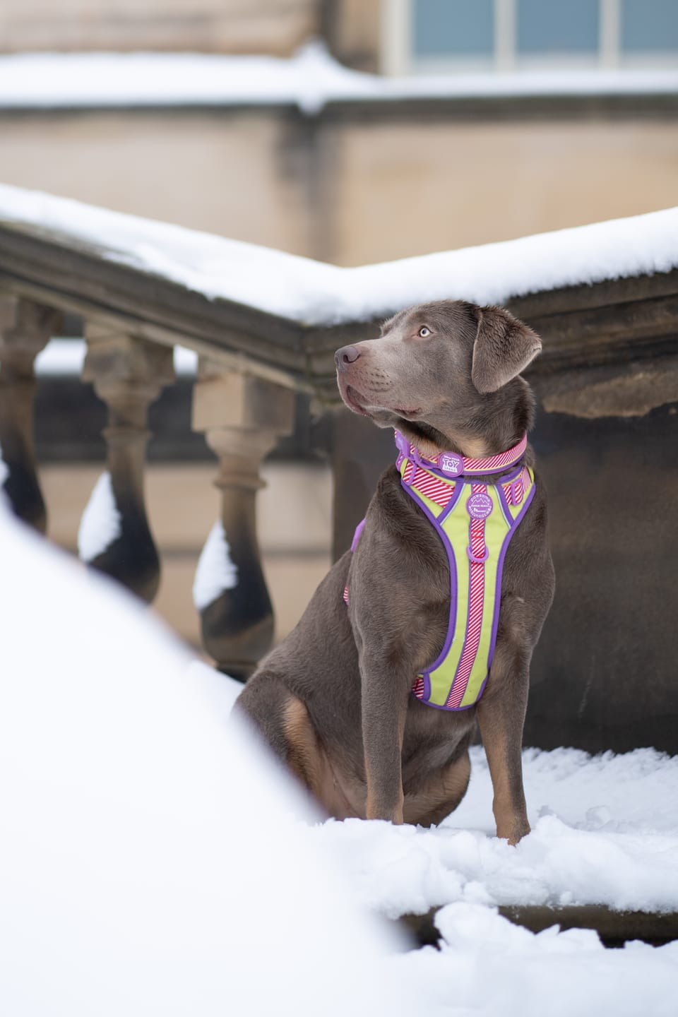Customer photo review of Disney© Tough Trails™ Harness - Buzz Lightyear