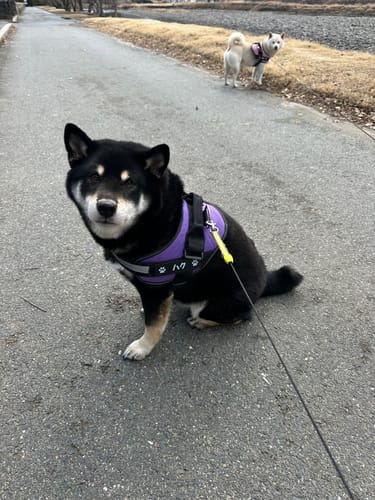 Customer photo review of FunFunPet 高機能ハーネス（お名前タグ作成サービス付き）