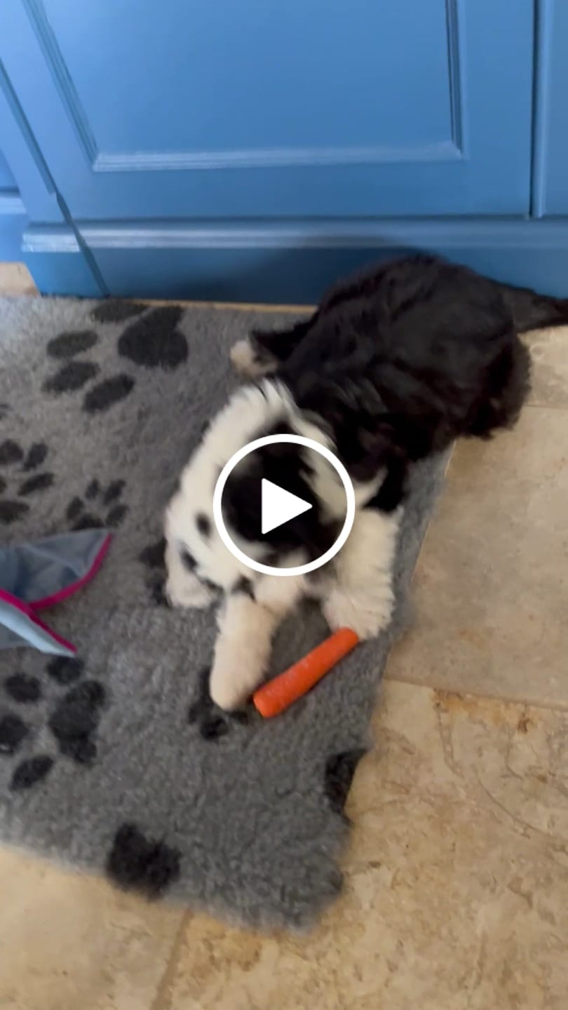 Customer video review of MultiProtein Dry Puppy Food