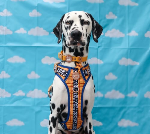 Customer photo review of Disney© Tough Trails™ Harness - Woody