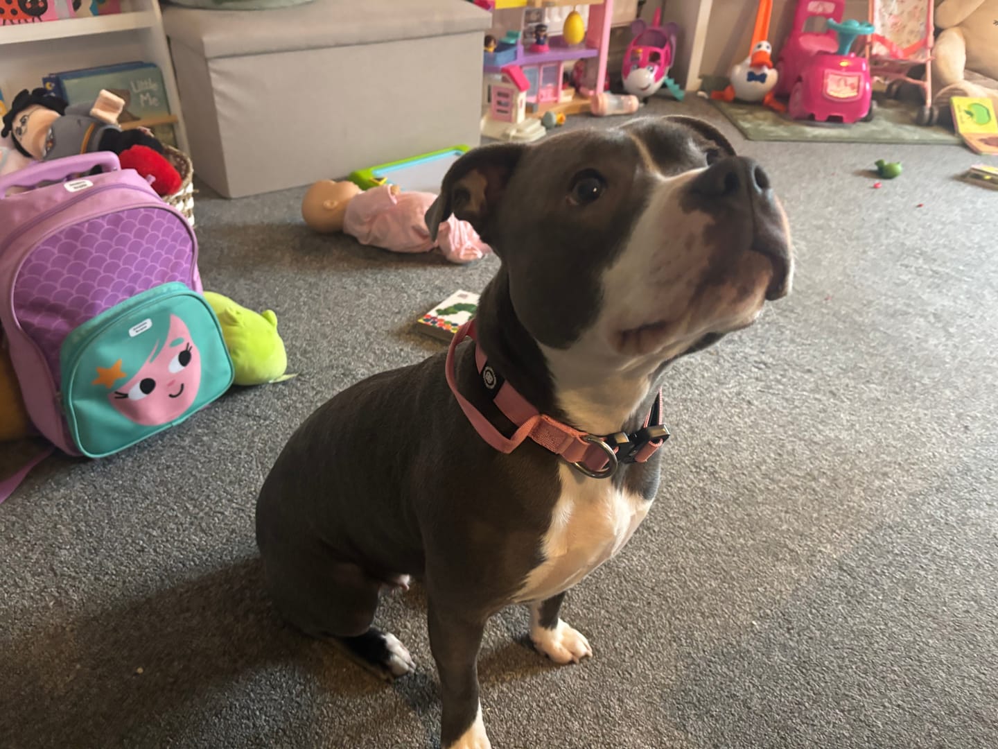 Customer photo review of 2.5cm Combat® Collar | With Handle & Rated Clip - Pink