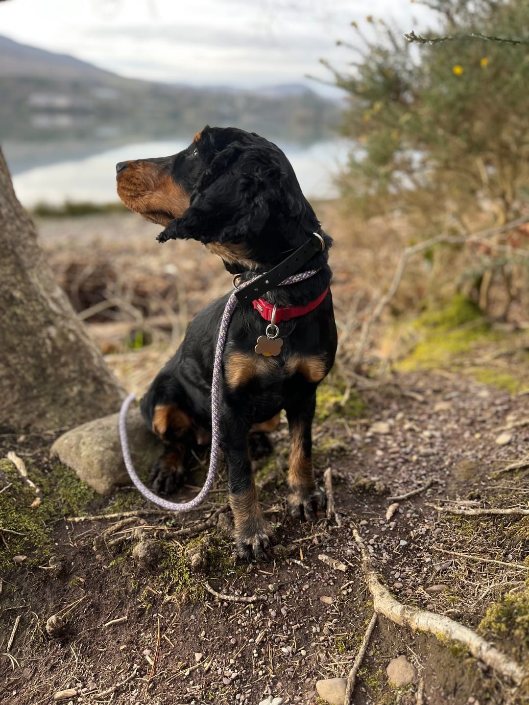 Customer photo review of Remote Training Collar | for All Size Dogs