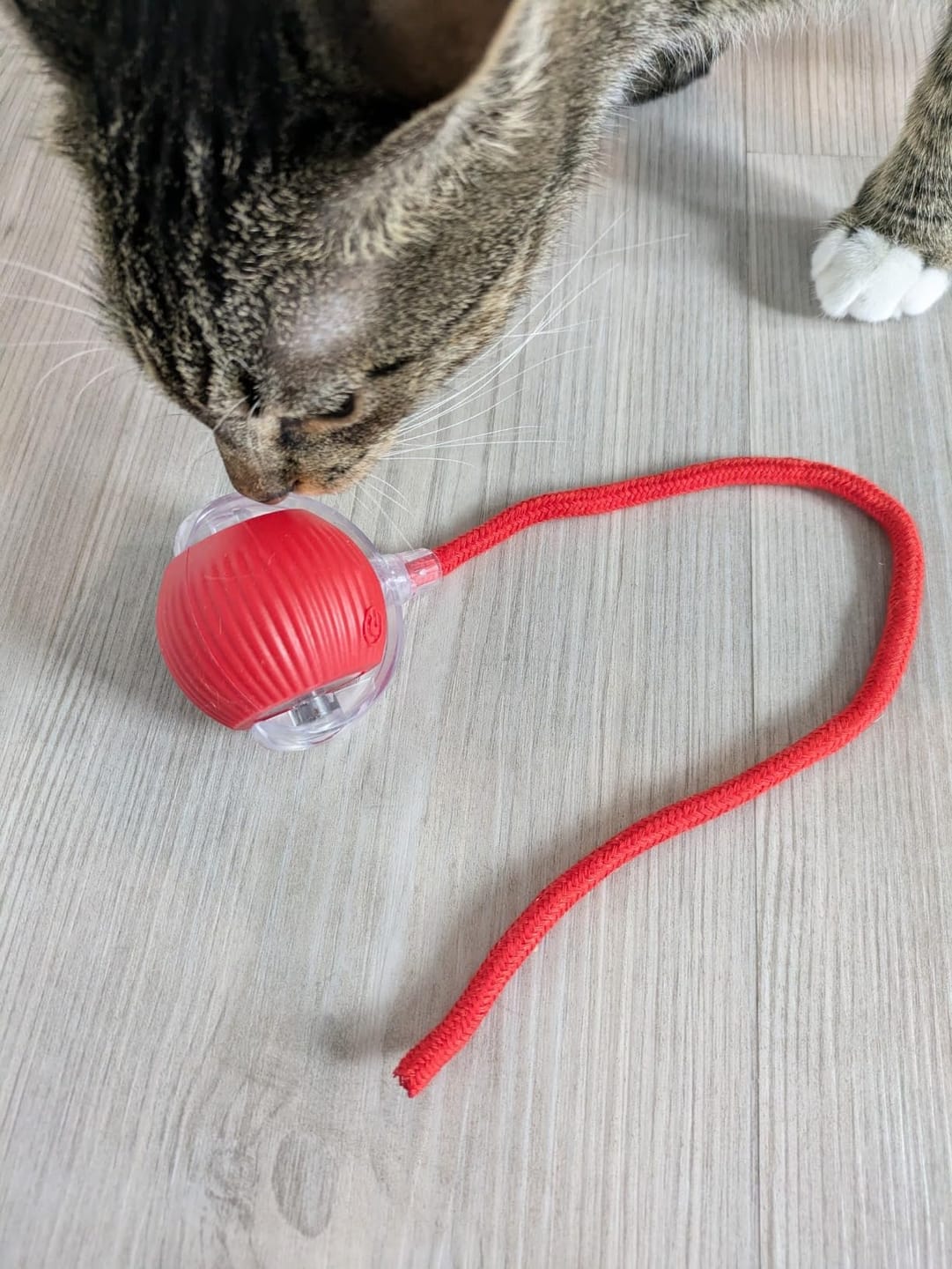 Customer photo review of PetZing™ - Smart kjæledyrleke