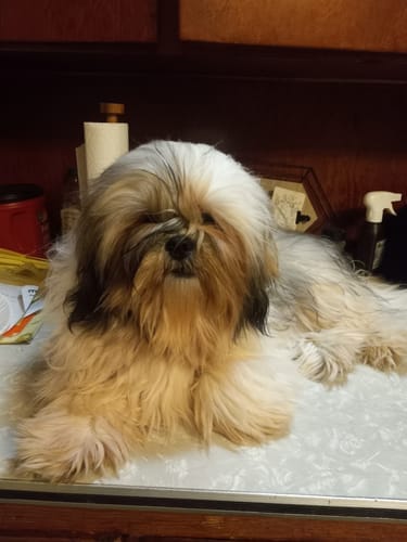 Customer photo review of The Original World's Quietest Pet Hair Clipper
