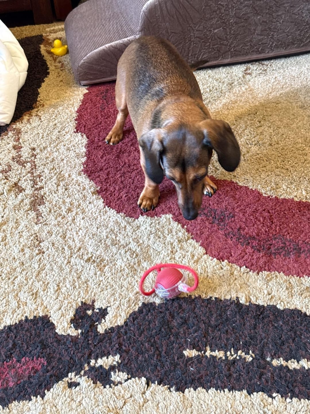 Customer photo review of PetZing™ - Smart kjæledyrleke