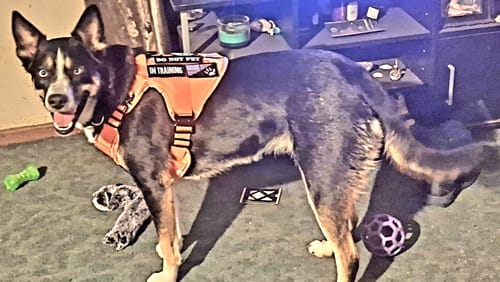 Customer photo review of NEW Upgraded Tactical No-Pull Team K9™ Dog Harness with 4 Quick-Release Metal Buckles, Reinforced Front & Back D-Rings, Hook & Loop Panels, Adjustable Straps, Reflective Strips, & Top Handle