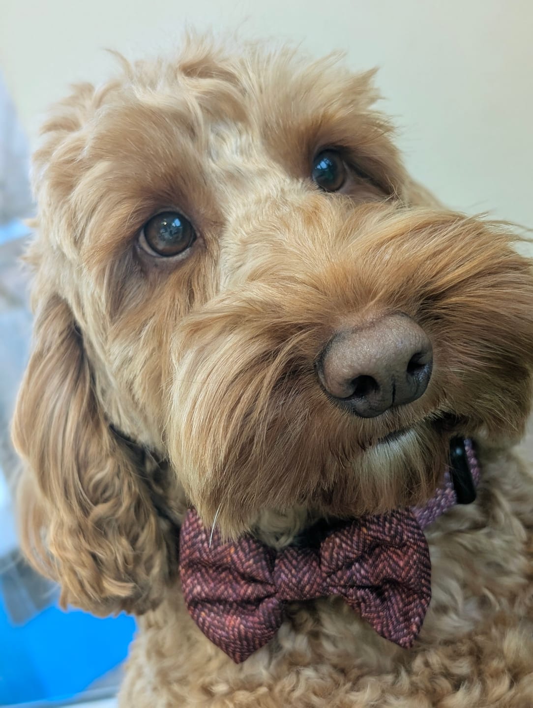 Customer photo review of Bow Tie - Country Burgundy