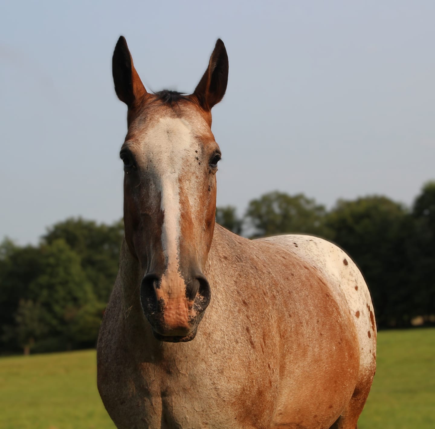 Customer photo review of Wurmtest Plus Pferd
