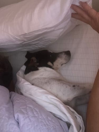 Customer photo review of Terra - Grounding Bed Sheet
