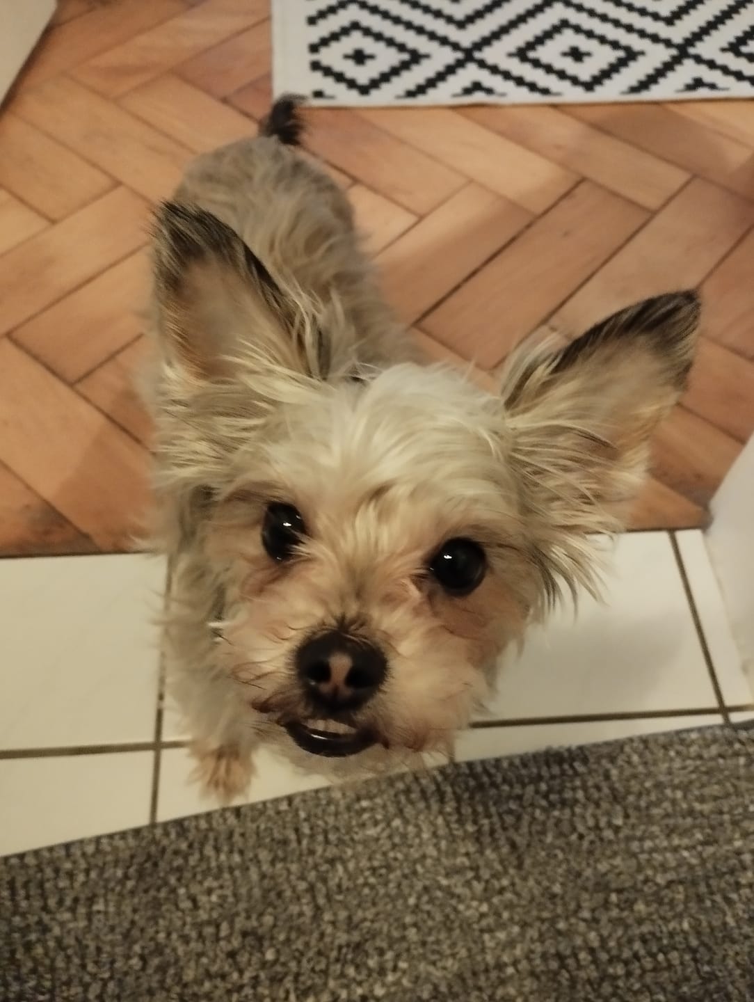 Customer photo review of Dentalmix für Hunde zur Zahnpflege und für frischen Atem