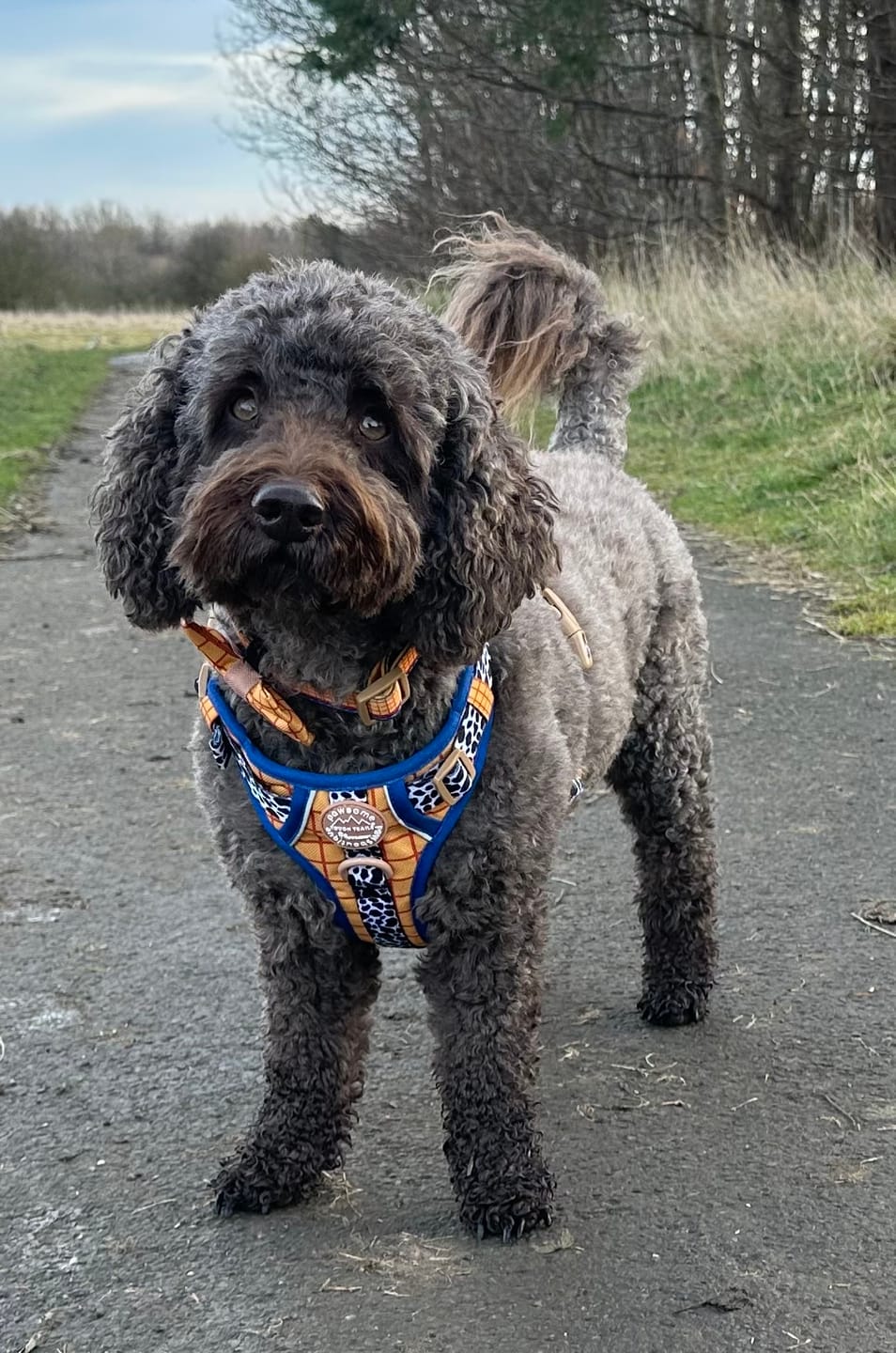 Customer photo review of Disney© Tough Trails™ Harness - Woody