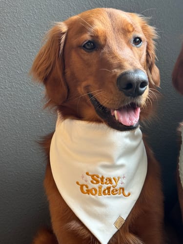Customer photo review of Stay Golden Embroidered Bandana