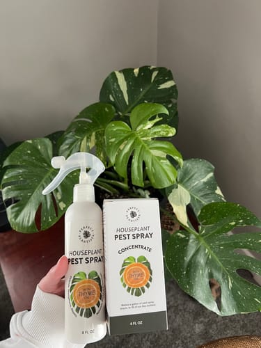 Customer photo review of Houseplant Pest Spray Concentrate
