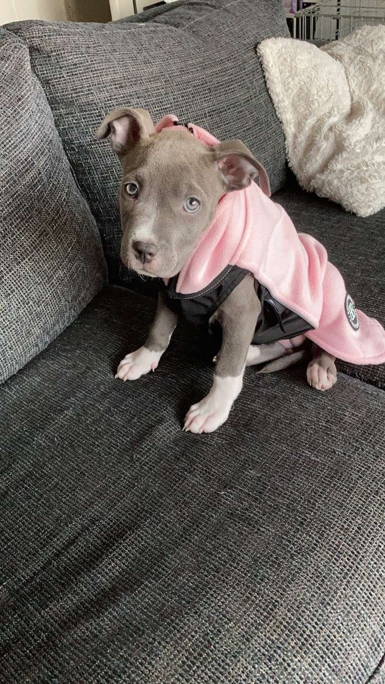 Customer photo review of Dog Fleece With Zip - Pink
