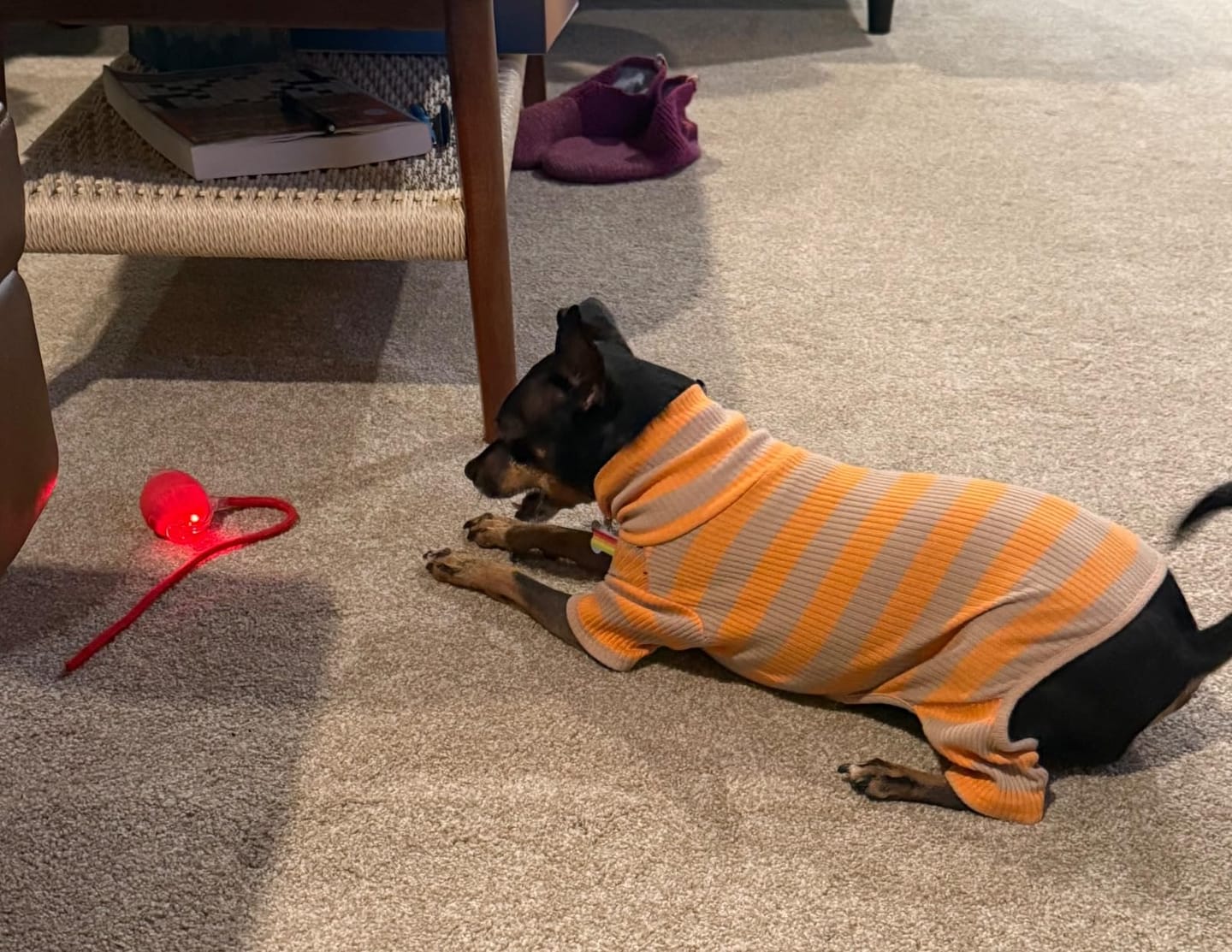 Customer photo review of PetZing™ - Smart kjæledyrleke