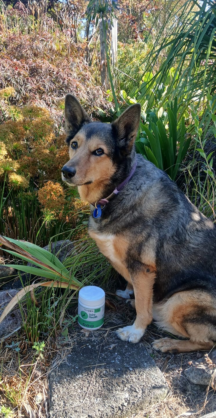 Customer photo review of Hip & Joint Health Chews for Dogs