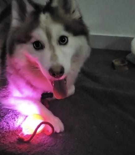 Customer photo review of PetZing™ - Smart kjæledyrleke