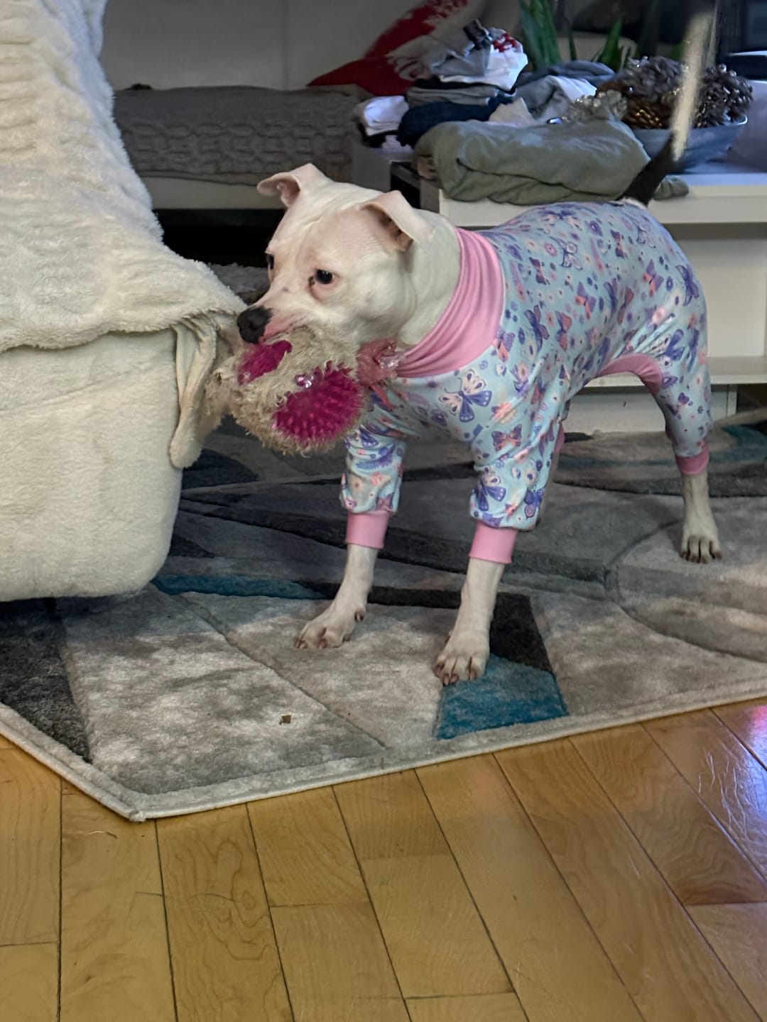 Customer photo review of Dog Pajama - Butterfly