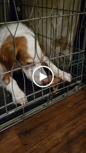 Customer video review of Ostrich Knuckle (Medium – 4" x 3"): The Perfect Chew for Small to Medium Dogs & Sensitive Stomachs